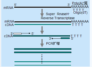 pcr扩增仪操作步骤